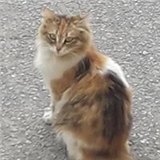 Necla Yalçın