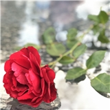 Munibe_s